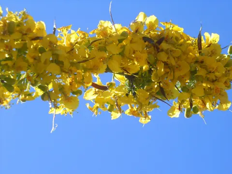 Palo Verde