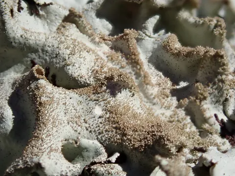 Dye Lichen