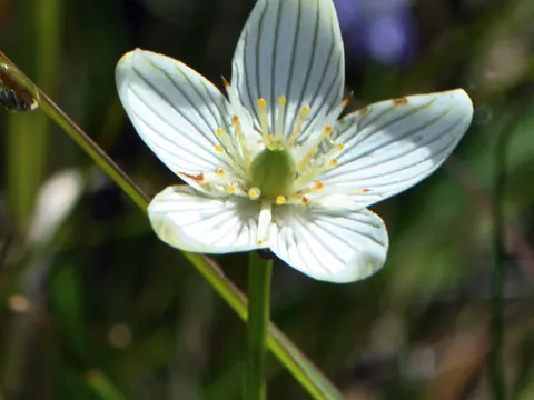 Fen Grass-of-Parnassus