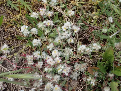 Silbernes Nagelkraut