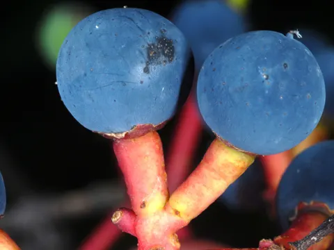 False Virginia-creeper