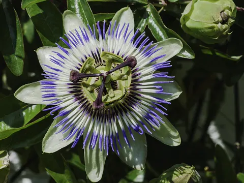 Passion Fruit, Blue Passion Flower