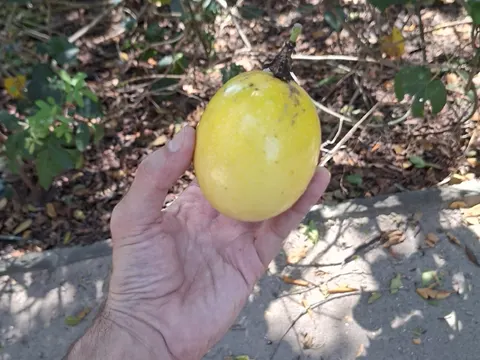 Purple Passion Fruit