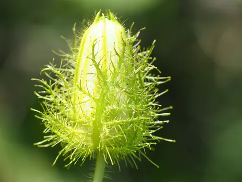 Stinking Passion Fruit