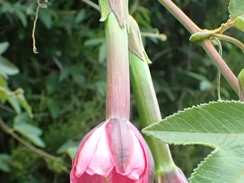 Banana Passion Fruit