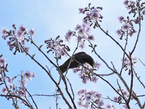 Elongated empress tree