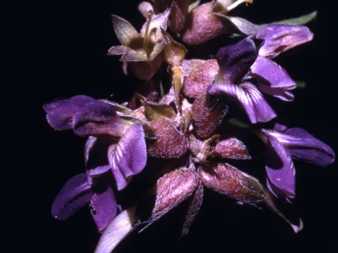 Leafy Pomme Blanche