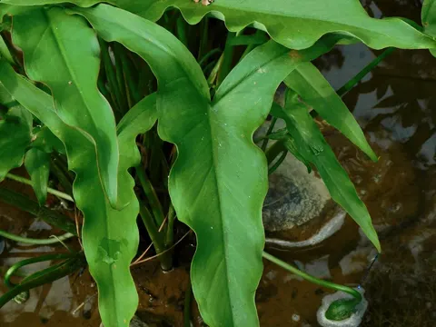 Green Arrow Arum