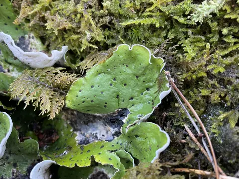 Freckle Pelt Lichen