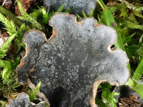 Dog Lichen