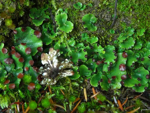 Veined Felt Lichen