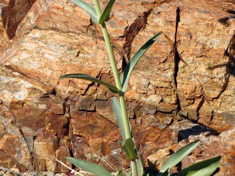 Parry's Penstemon