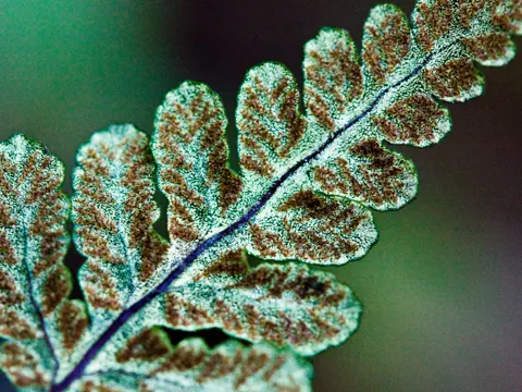 Goldback Fern