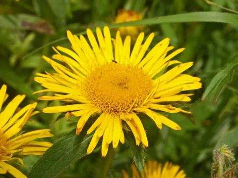 Rough Inula