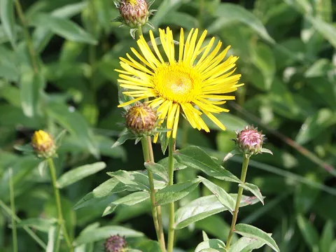 Irish Fleabane