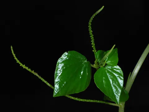 Radiator Plant