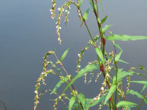 Water-pepper