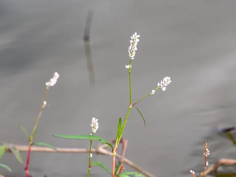 Swamp Smartweed