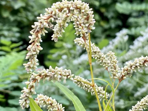 Curlytop Knotweed