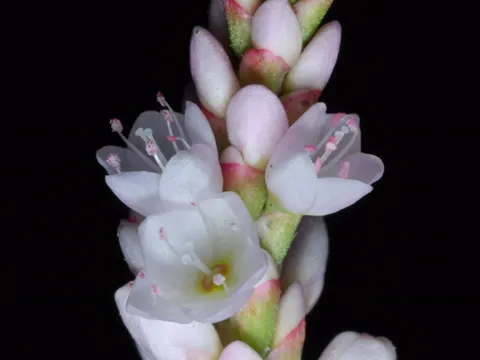Pinkweed