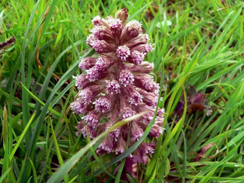 Butterbur