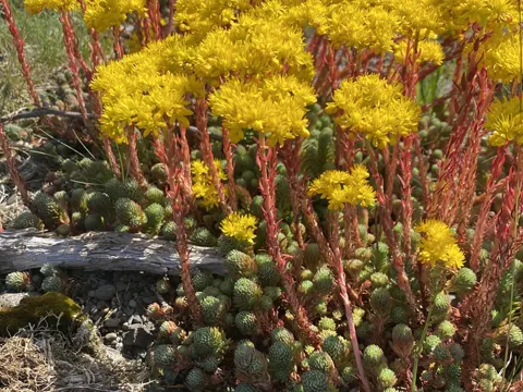 Rock Stonecrop