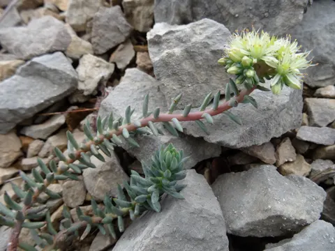Pale Stonecrop