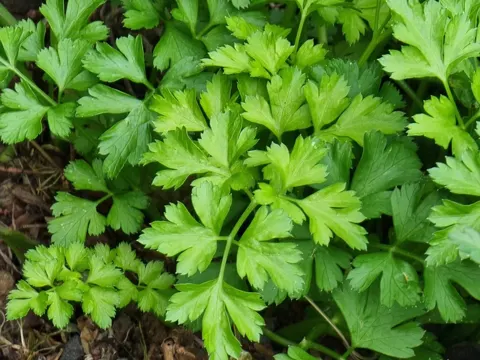 Wild Parsley