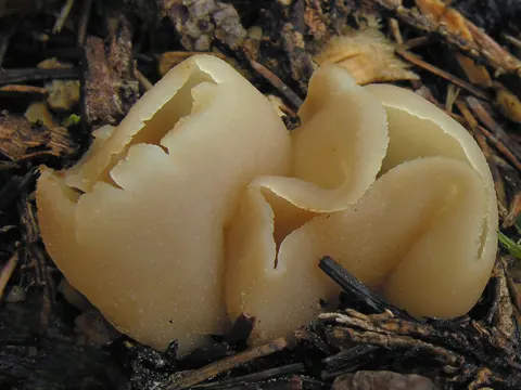 Blistered Cup