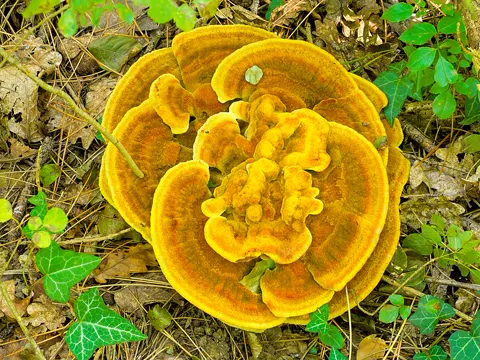 Dyer's Polypore
