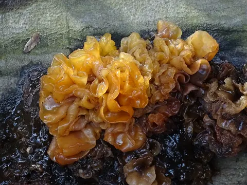 Leafy Brain