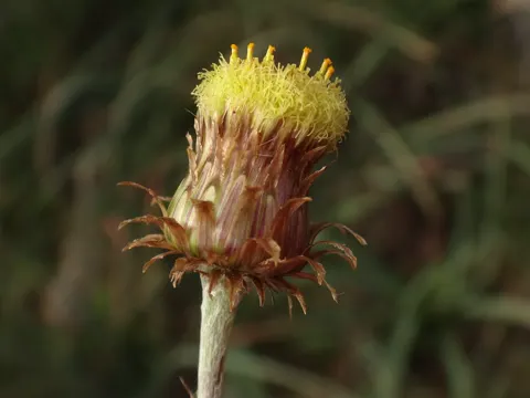 Mediterranean Phagnalon