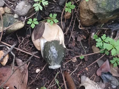 Dune Stinkhorn