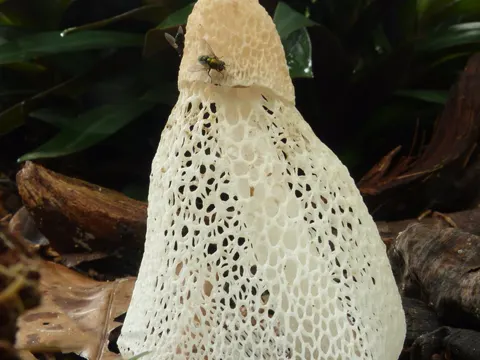 Bamboo Fungus