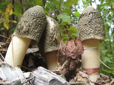 Red Cage Stinkhorn