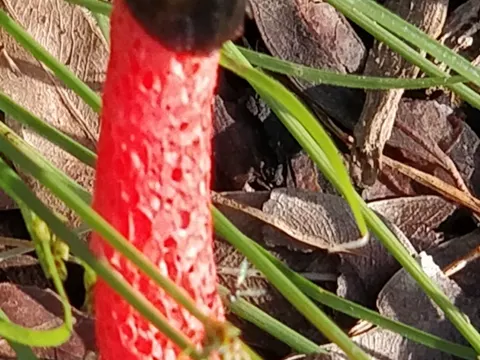 Elegant Stinkhorn