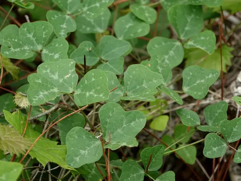 Phaseolus polystachios