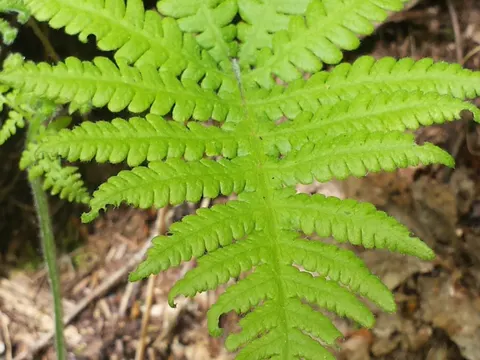 Beech Fern