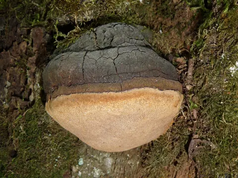 False Tinder Fungus