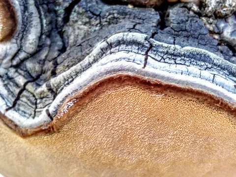 Aspen Bracket