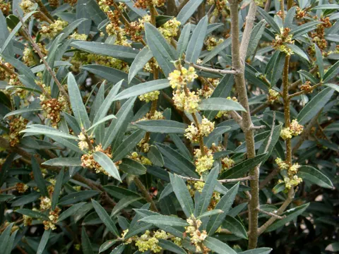 Narrow-leaved Phillyrea