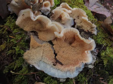 Jelly Rot