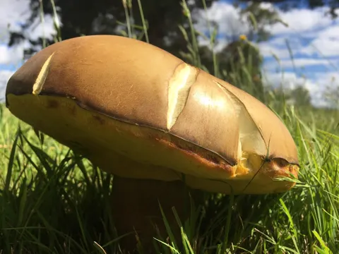 King Bolete Relative