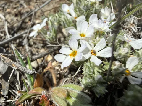 Hood's Phlox