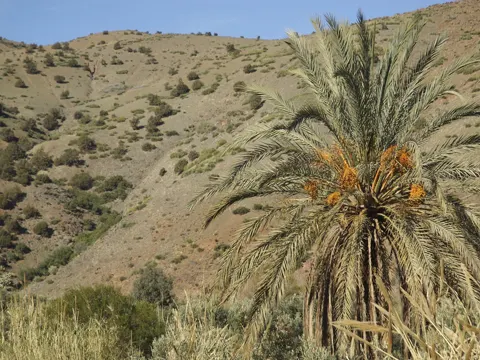 Date Palm