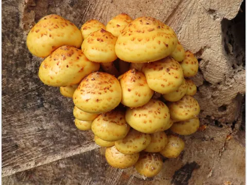 Cinnamon Cap