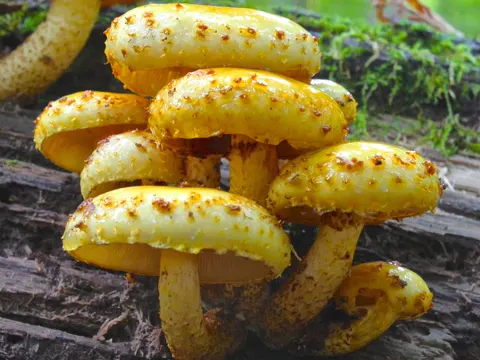 Golden Scalycap