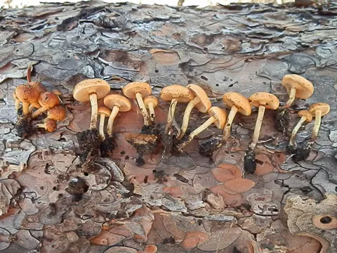 Charcoal Scalycap