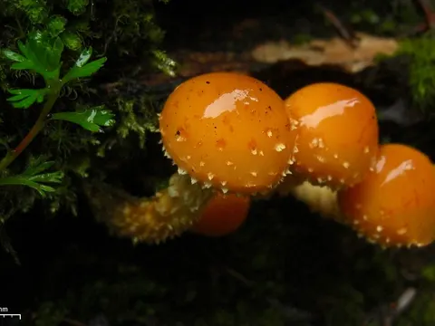 Lemon Pholiota
