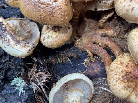 Scaly Pholiota